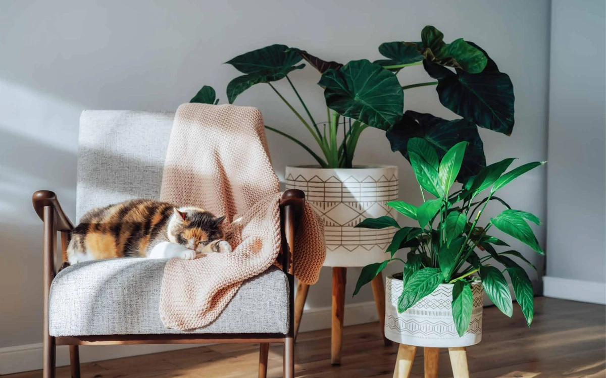 Solea By Taraf Holding image