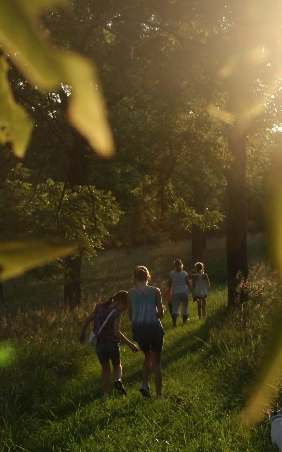 Sakura Gardens image